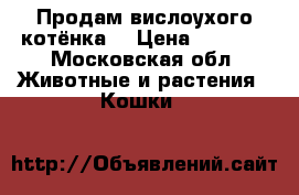 Продам вислоухого котёнка  › Цена ­ 1 500 - Московская обл. Животные и растения » Кошки   